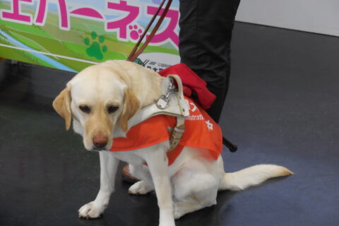 日本盲導犬協会への寄付